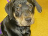 Gertie