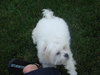 Buddie