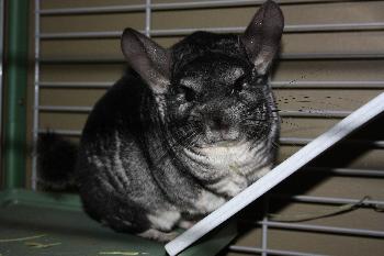 Gideon