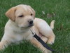 Buddy