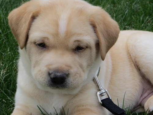 Buddy