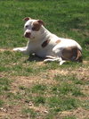 Archie