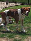 Sammy