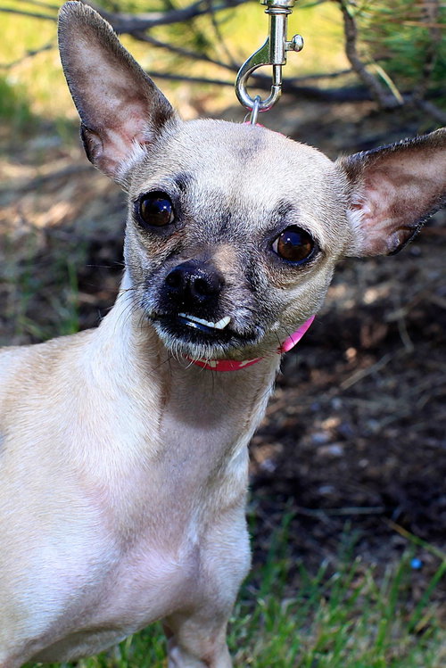 Mimi