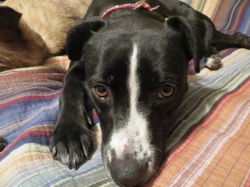Roxy