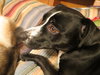 Roxy