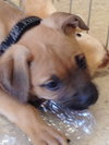 Colt