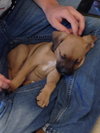 Colt