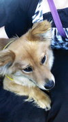 Annie