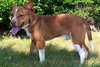 Tucker