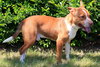 Tucker