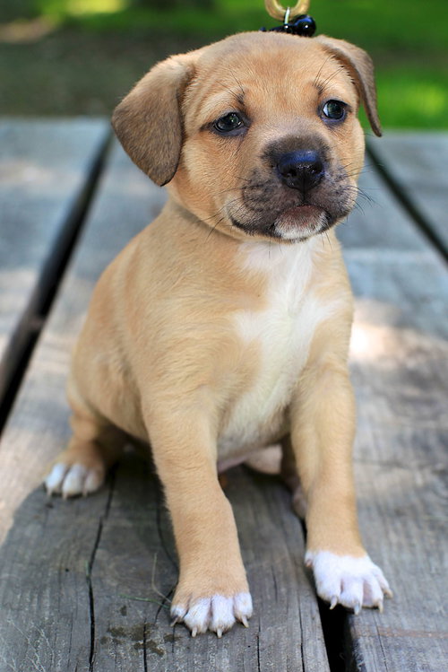 Louie