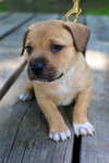 Louie
