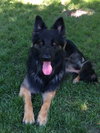 Diesel