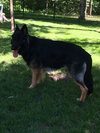 Diesel