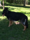 Diesel