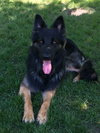 Diesel