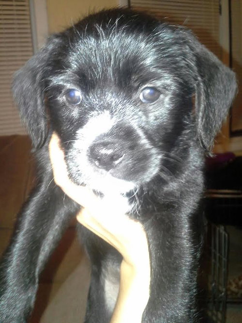 Darla