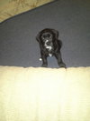 Darla