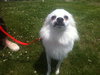 Sheba