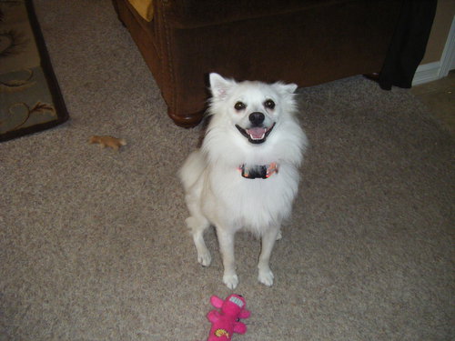 Sheba
