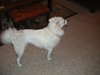 Sheba