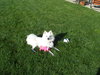 Sheba