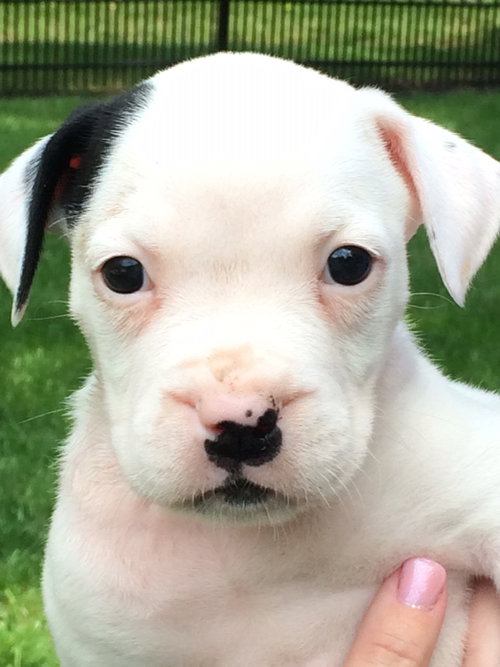 Ryder