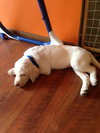 Buddy