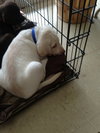 Buddy