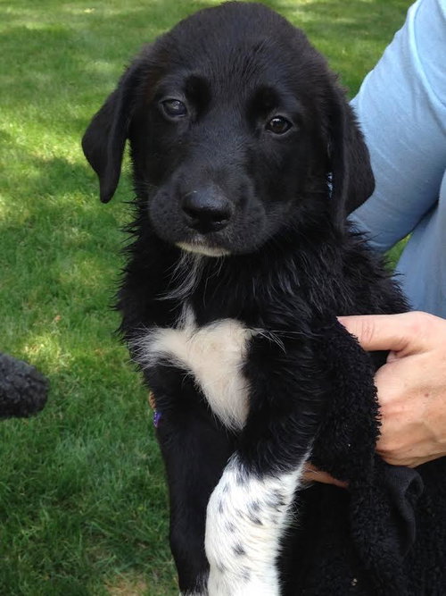 Sawyer
