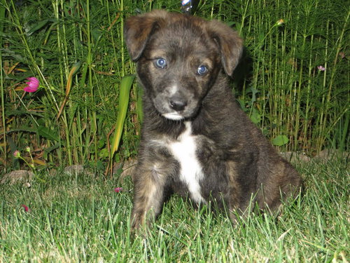 Harper