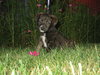 Harper
