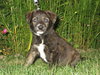 Harper