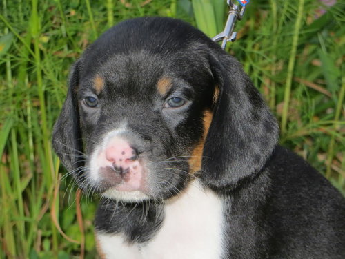 Opie