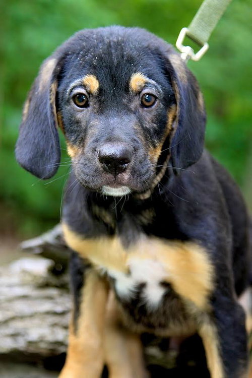Otis