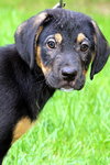 Otis