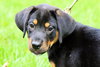 Thelma Lou