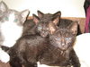 Kittens!!!