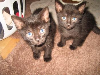 Kittens!!!