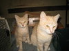 Kittens!!!