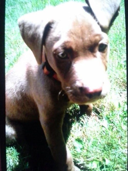 Gus