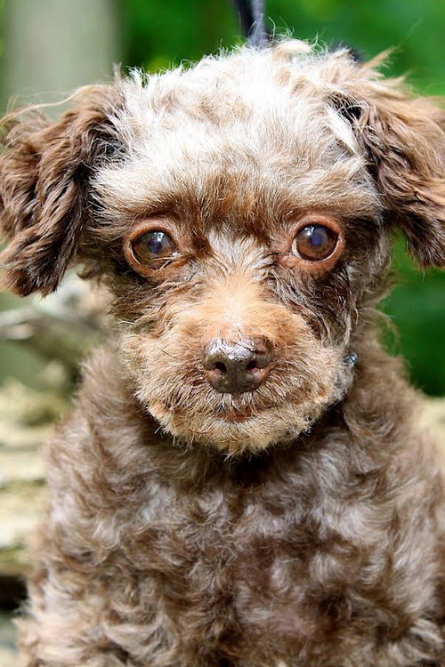 Coco