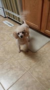 Lola