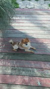 Foxy