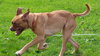 Roxy