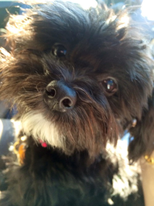 Daisy