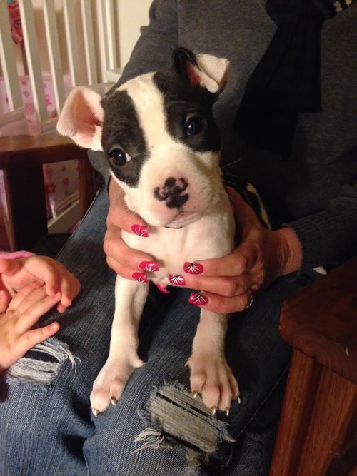 Lulu