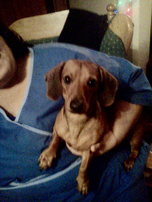 Chestnut