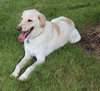 Shiloh